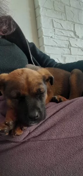 CUCCIOA PANDORA IN REGALO | Foto 0