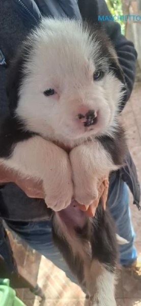 8 STUPENDI CUCCIOLI | Foto 4