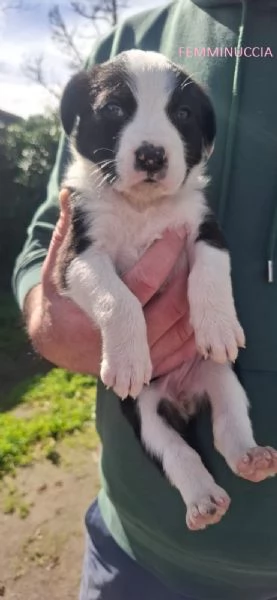 8 STUPENDI CUCCIOLI | Foto 1