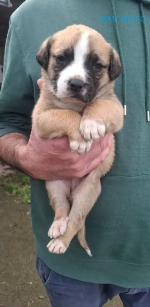 8 STUPENDI CUCCIOLI | Foto 0