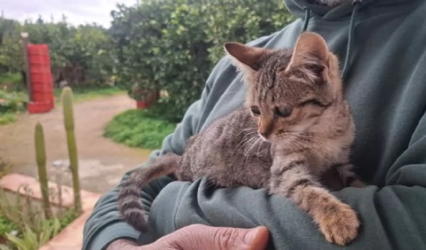 DOLCE MICINA | Foto 1