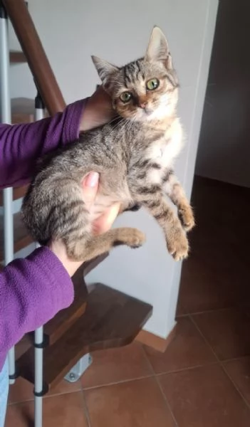 DOLCE MICINA | Foto 0