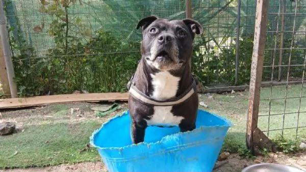 Roy staffordshire bull terrier  | Foto 3