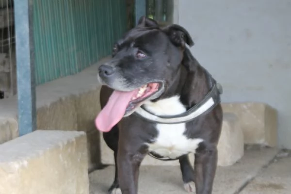 Roy staffordshire bull terrier  | Foto 2