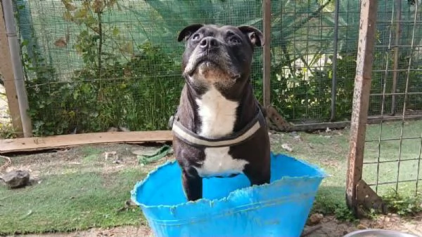 Roy staffordshire bull terrier 