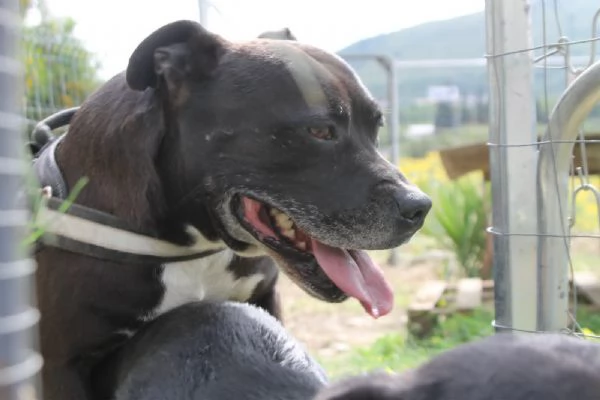 Roy staffordshire bull terrier  | Foto 1