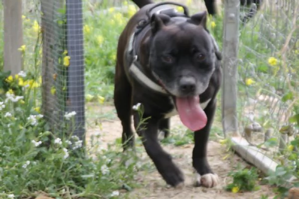 Roy staffordshire bull terrier  | Foto 0