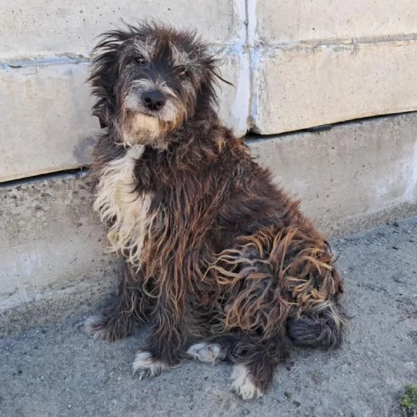 DOLCE CHERY IN REGALO | Foto 1