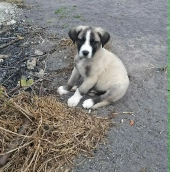 DOLCE CUCCIOLO GREY