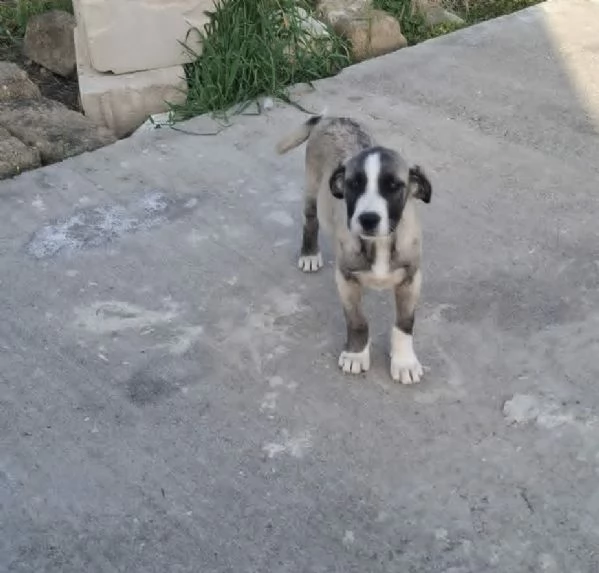 DOLCE CUCCIOLO GREY | Foto 1