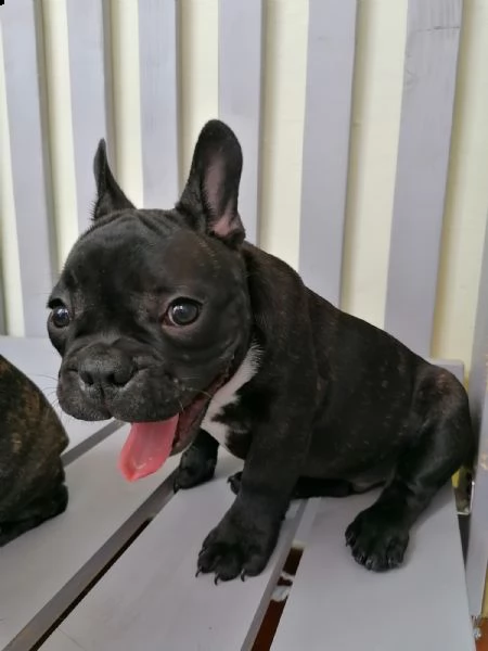 3 cuccioli di bulldog francese | Foto 6