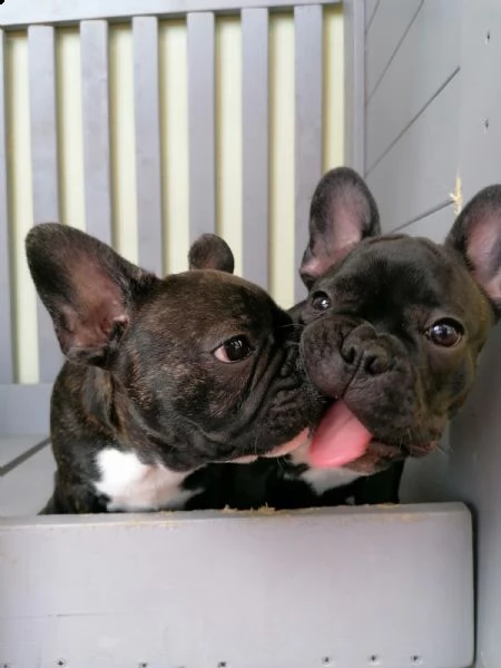 3 cuccioli di bulldog francese | Foto 5