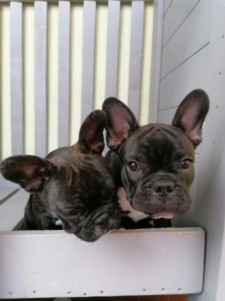 3 cuccioli di bulldog francese | Foto 3