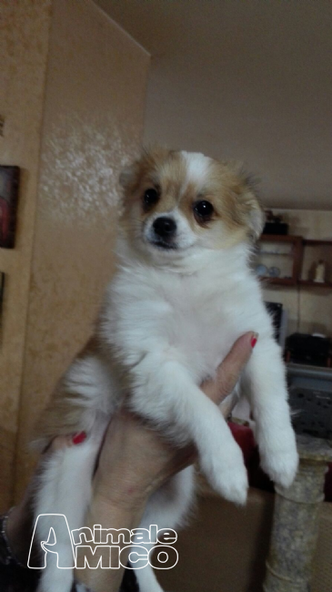 Cuccioli Di Cane In Regalo Taglia Piccola Verona Regali Con Foto A