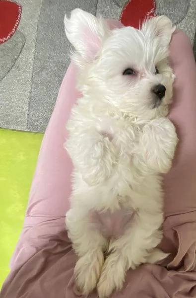 maltese