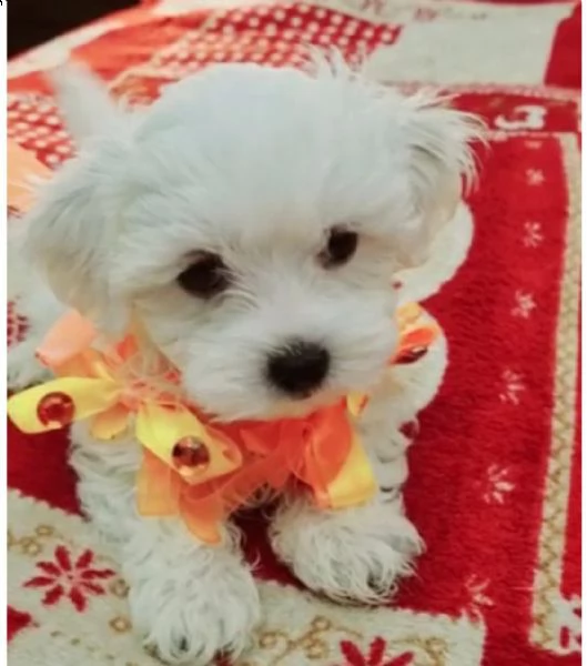 maltese | Foto 1