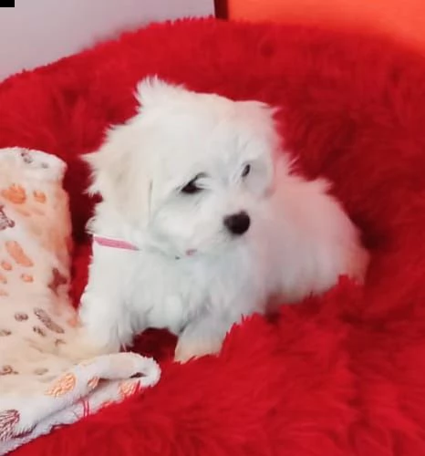 maltese | Foto 0