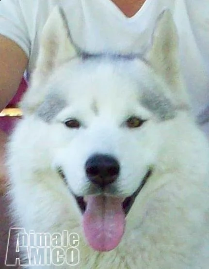 siberian husky di altissima genealogia americana 