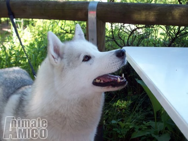 siberian husky di altissima genealogia americana  | Foto 2