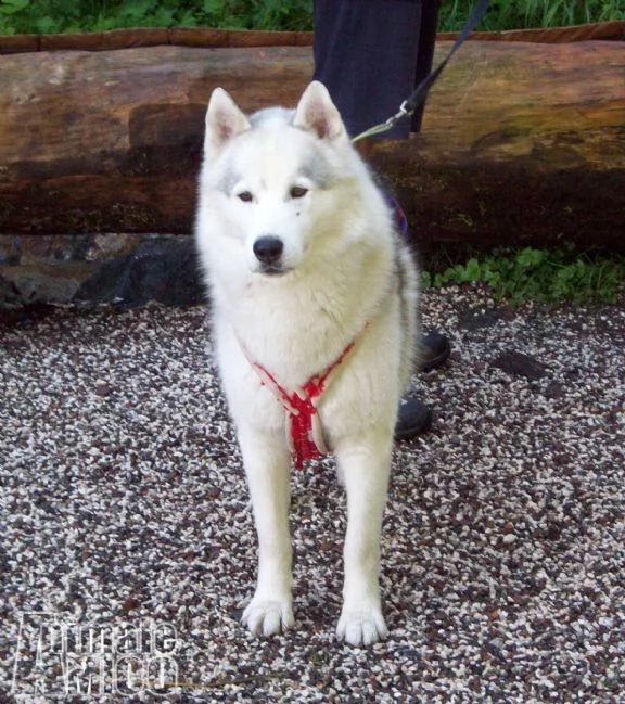 siberian husky di altissima genealogia americana  | Foto 1