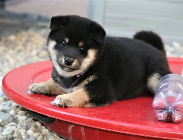 cuccioli di shiba inu