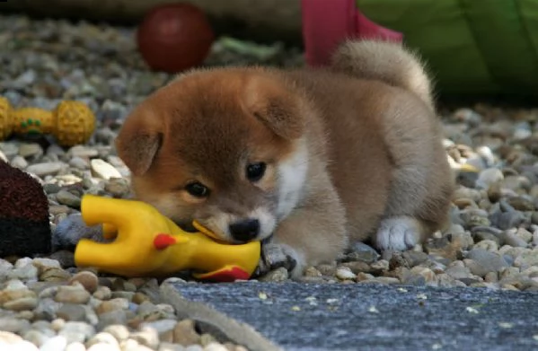 cuccioli di shiba inu | Foto 0