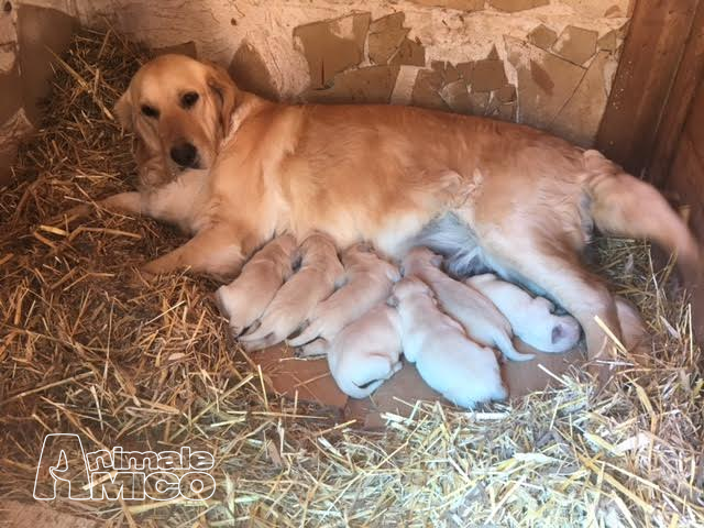 Vendita Cucciolo Golden Retriever Da Privato A Firenze Cuccioli Di