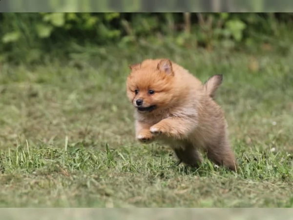 disponibili volpino pomerania | Foto 2