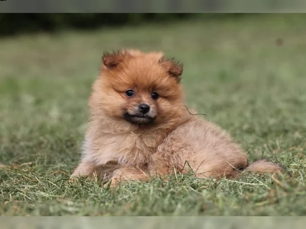 disponibili volpino pomerania | Foto 1
