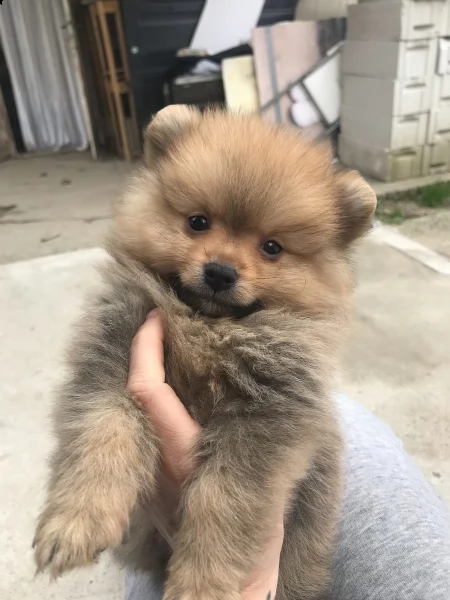 disponibili volpino pomerania
