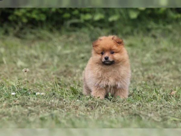 disponibili volpino pomerania | Foto 0