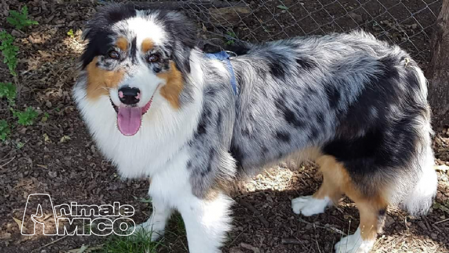 australian shepherd e bovaro del bernese vendita cucciolo australian shepherd da negoziante a vibo valentia australian shepherd e bovaro del bernese vendita cucciolo australian shepherd da negoziante a vibo valentia