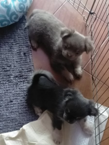 cuccioli chihuahua  | Foto 0