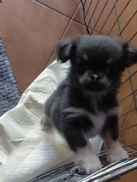 cuccioli chihuahua 