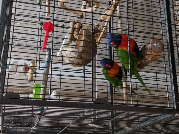 2 liry arcobaleno gabbia grande | Foto 1