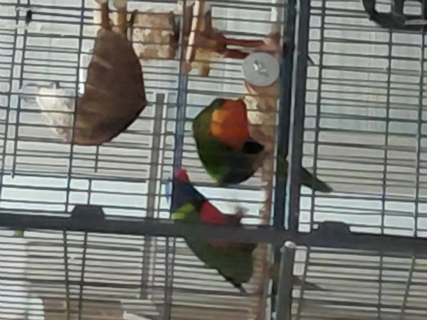 2 liry arcobaleno gabbia grande