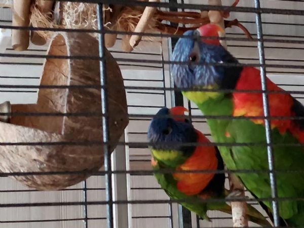 2 liry arcobaleno gabbia grande | Foto 0