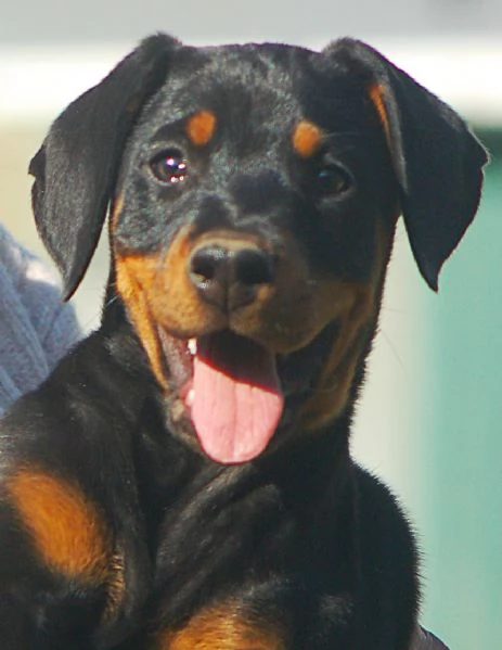 Dobermann cuccioli | Foto 3