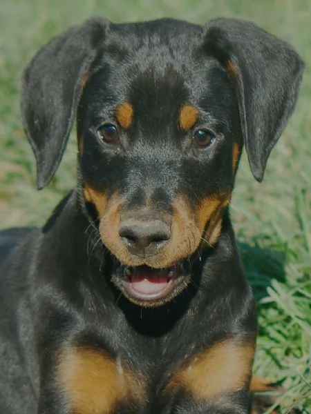 Dobermann cuccioli | Foto 2