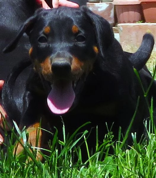 Dobermann cuccioli | Foto 0