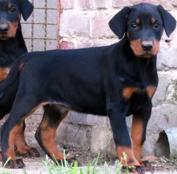 Dobermann cuccioli | Foto 3