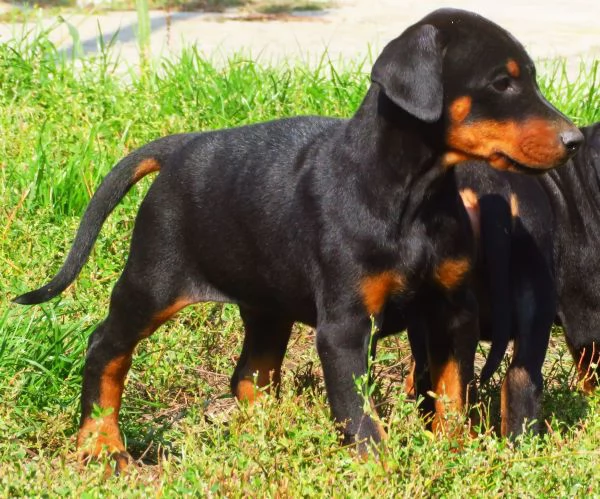Dobermann cuccioli | Foto 2