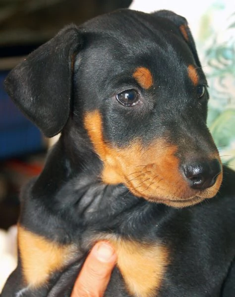 Dobermann cuccioli | Foto 1