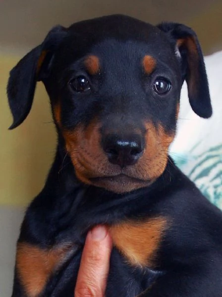 Dobermann cuccioli