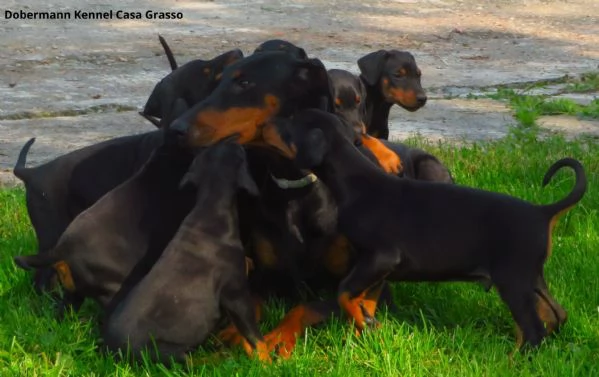 Dobermann cuccioli | Foto 1