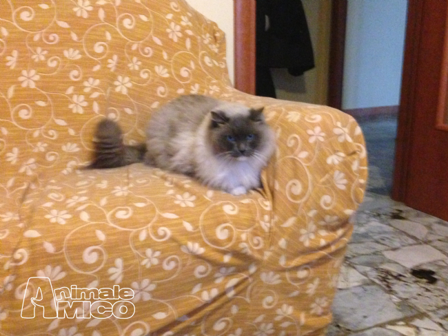 Offro In Regalo Ragdoll Da Privato A Brindisi Regalo Ragdoll E Meticcio