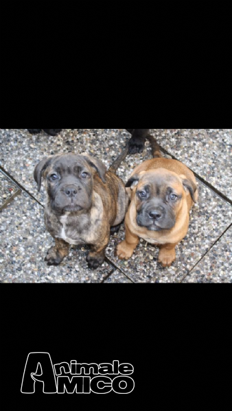Vendita Cucciolo Cane Corso Da Privato A Cremona Cani Corso 1