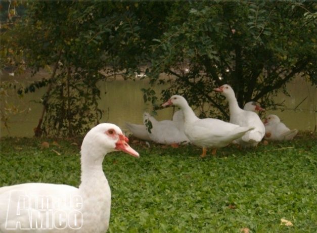 Anatra muta: cova, allevamento, caratteristiche