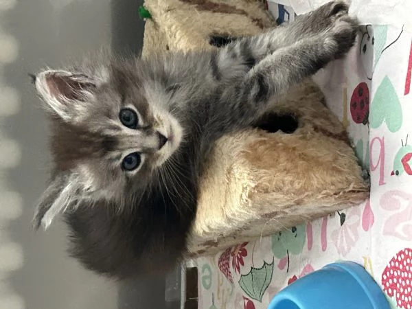 Maine Coon | Foto 4