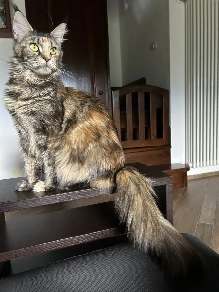 Maine Coon | Foto 3